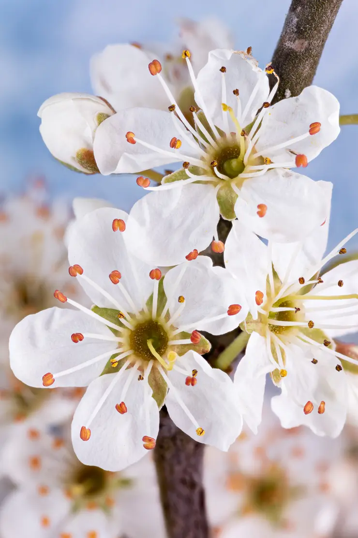 Schwarzdorn (Prunus spinosa)